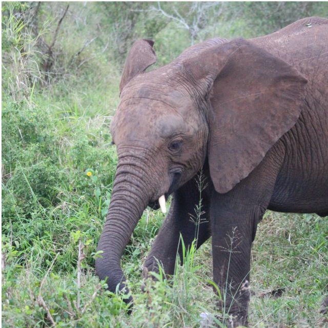 Kruger National Park Safari - 10days - Highlights of the Experience