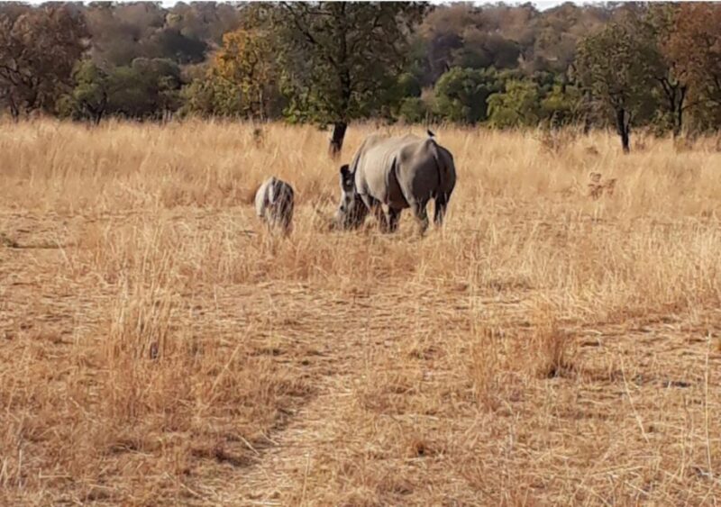 Kruger National Park Safari - 10days - Pricing and Availability
