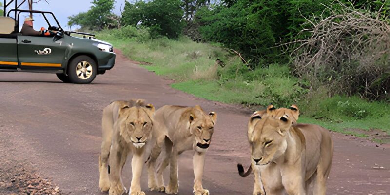 Kruger National Park Safari (Full Day) - Key Points