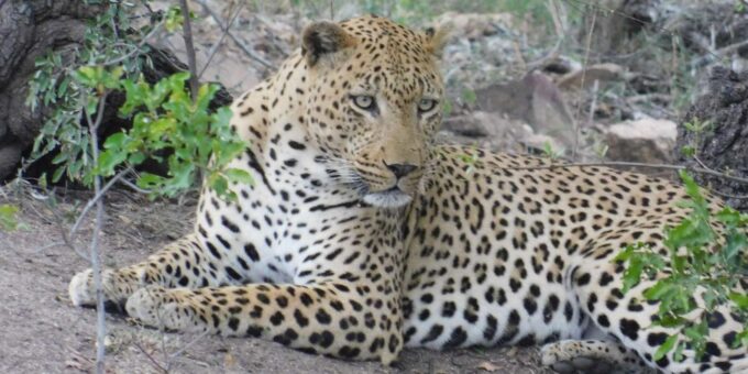 Kruger National Park Safari (Full Day) - Pricing and Cancellation