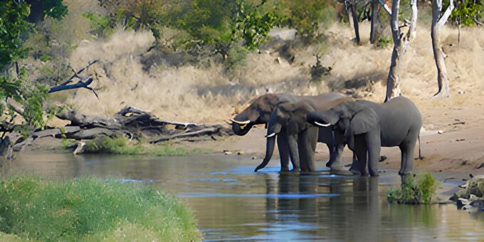 Kruger National Park Safari (Full Day) - Reserve Now and Pay Later