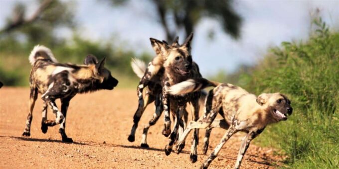 Kruger National Park Safari (Full Day) - Frequently Asked Questions