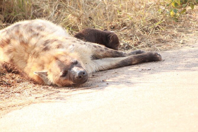 Kruger National Park, Safari Game Drive. - Exploring the Safari Game Drive