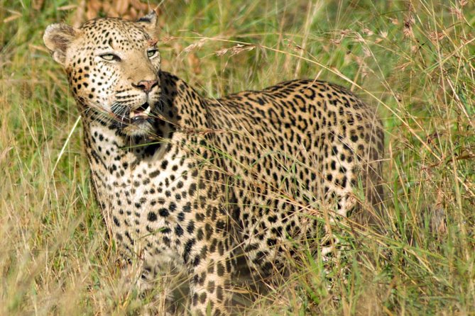 Kruger National Park, Safari Game Drive. - Professional Guide and Safety Measures