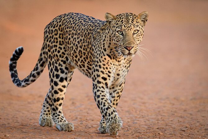 Kruger National Park, Safari Game Drive. - Meeting and Pickup Arrangements