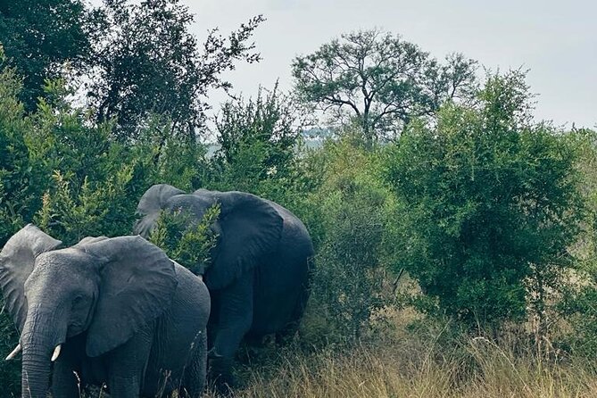 Kruger National Park, Safari Game Drive. - Operated by Izizwe Rainbow Tours