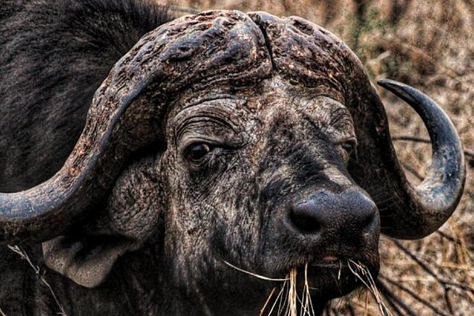 Kruger National Park Sunrise Half-Day Safari Tour - Review Summary