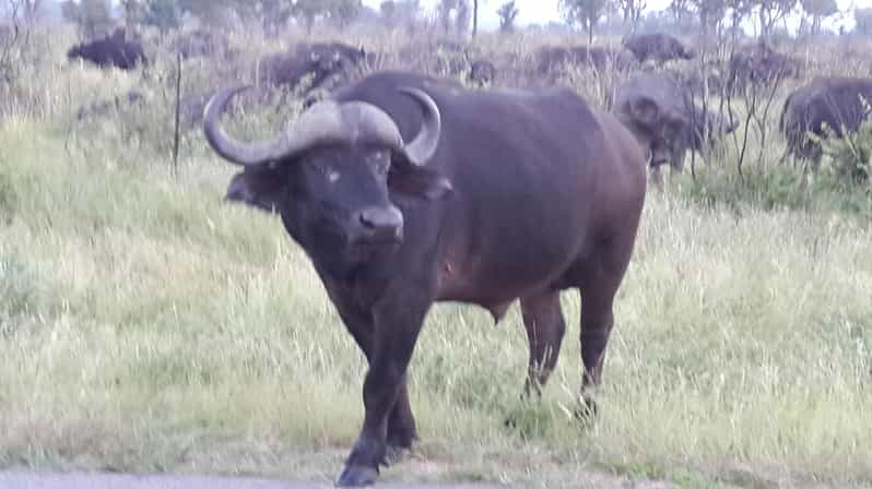 Kruger National Park: Three Day Tour - Booking and Cancellation