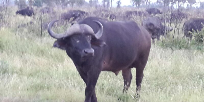 Kruger National Park: Three Day Tour - Guided Tour Highlights