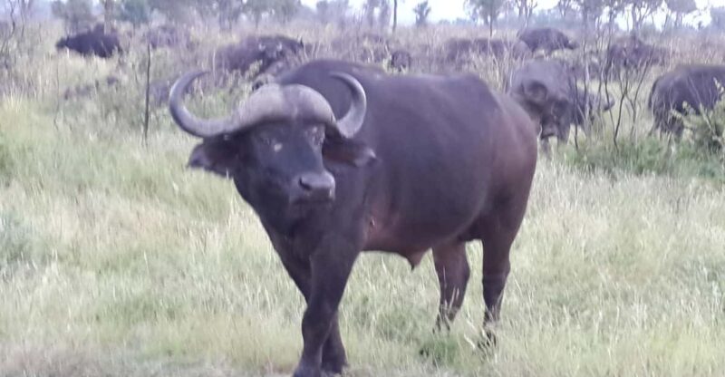 Kruger National Park: Three Day Tour - Itinerary and Activities