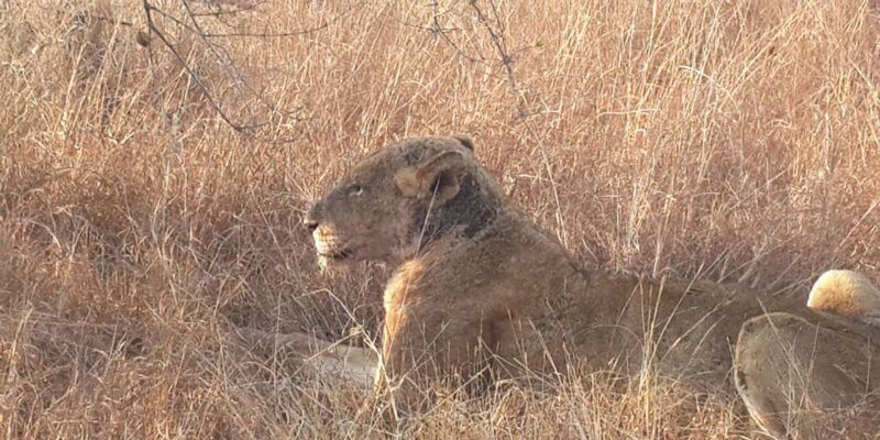 Kruger National Park: Three Day Tour - Transportation and Accessibility