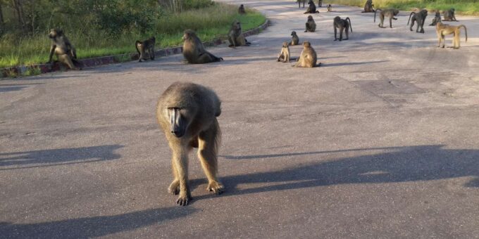 Kruger National Park: Three Day Tour - Pricing and Duration