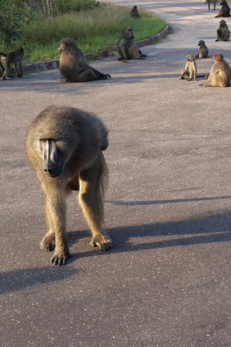 Kruger National Park: Three Day Tour - Availability and Reservations