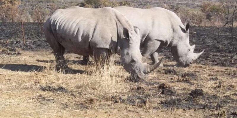 Kruger National Park Tour 3day/2 Nights (Open Safari Truck) - Key Points