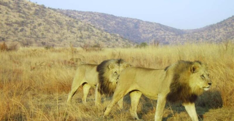 Kruger National Park Tour 3day/2 Nights (Open Safari Truck) - Park Details