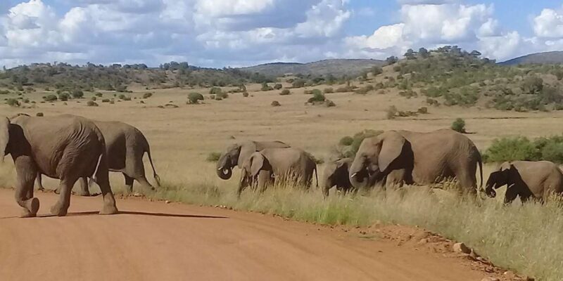 Kruger National Park Tour 3day/2 Nights (Open Safari Truck) - Day 1 Itinerary