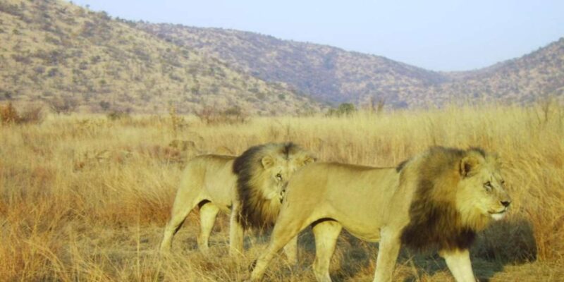 Kruger National Park Tour 3day/2 Nights (Open Safari Truck) - Day 2 Itinerary