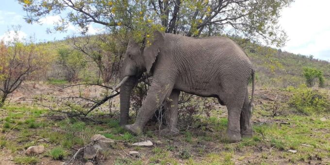 Kruger National Park Tour 3day/2 Nights (Open Safari Truck) - Additional Information