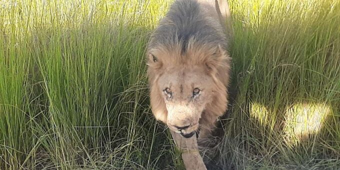 Kruger National Park Tour 3day/2 Nights (Open Safari Truck) - Frequently Asked Questions
