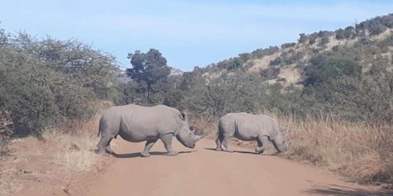 Kruger National Park Tour 4day-3nights (Open Safari Vehicle) - Key Points