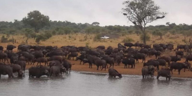 Kruger National Park Tour 4day-3nights (Open Safari Vehicle) - Kruger National Park Experience
