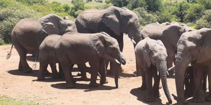 Kruger National Park Tour 4day-3nights (Open Safari Vehicle) - Booking and Accessibility