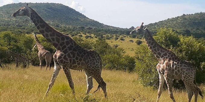 Kruger National Park Tour 4day-3nights (Open Safari Vehicle) - Tour Duration and Cost
