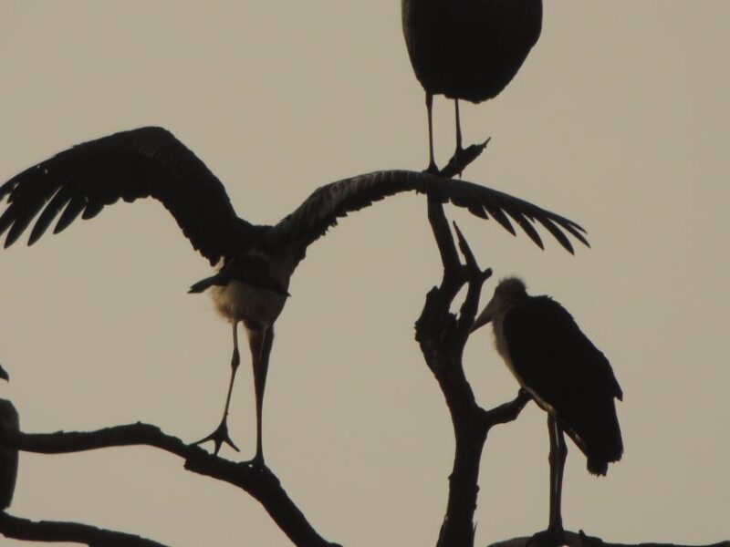 Kruger National Park: Wildlife-Watching Safari - Highlights of the Safari
