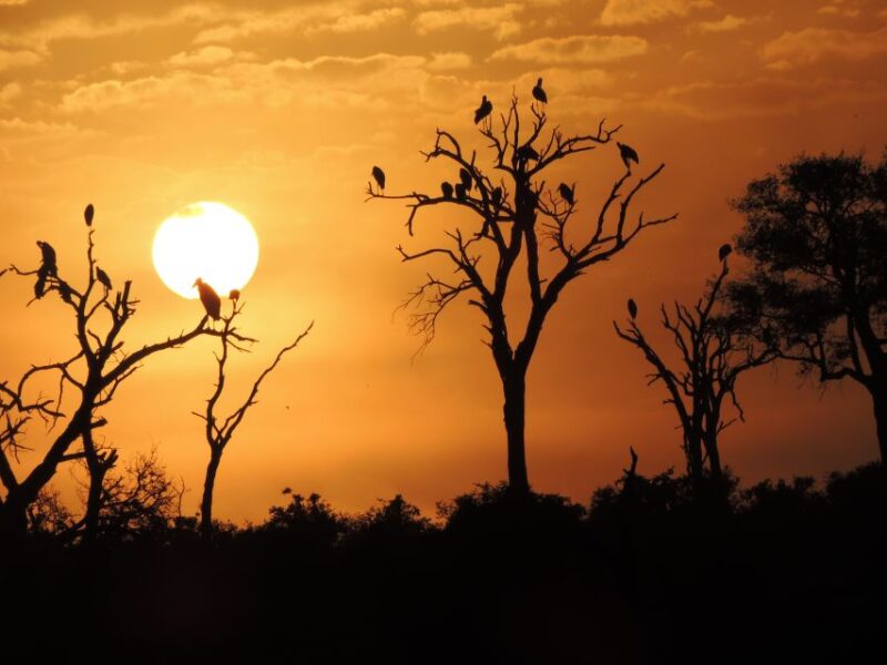 Kruger National Park: Wildlife-Watching Safari - Tour Inclusions