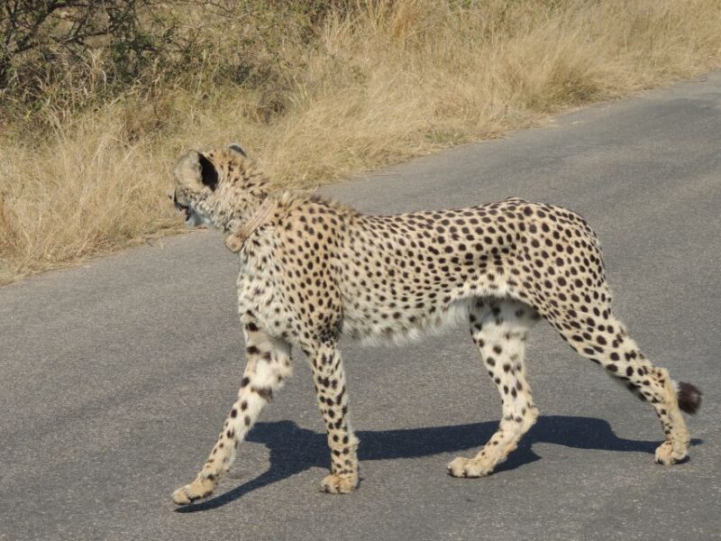 Kruger National Park: Wildlife-Watching Safari - Tour Exclusions