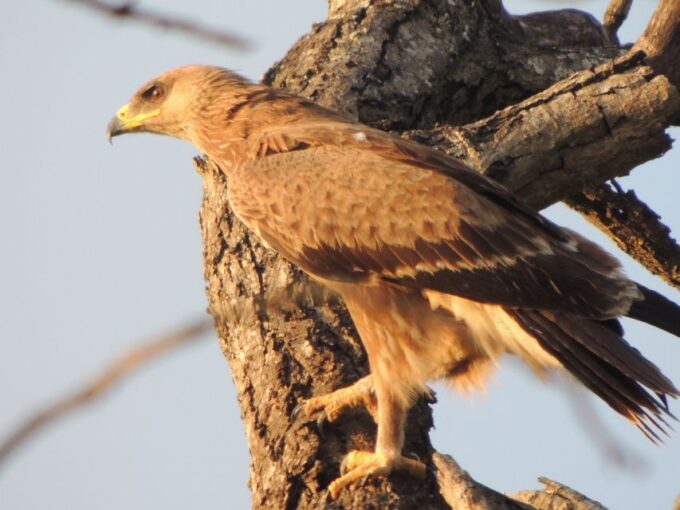 Kruger National Park: Wildlife-Watching Safari - Safari Vehicles
