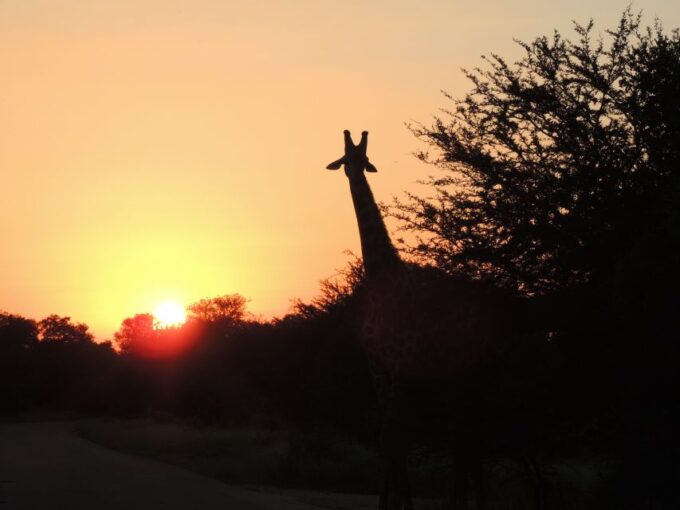 Kruger National Park: Wildlife-Watching Safari - Tour Guide Expertise