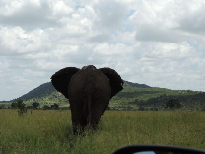 Kruger National Park: Wildlife-Watching Safari - Tour Schedule and Flexibility