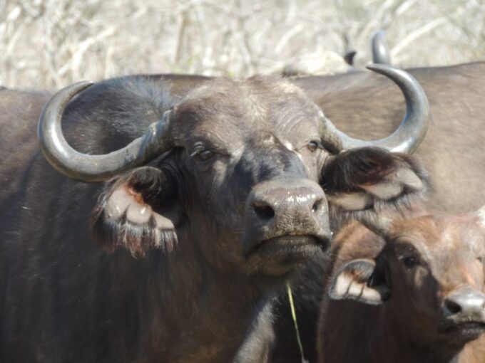 Kruger National Park: Wildlife-Watching Safari - Frequently Asked Questions