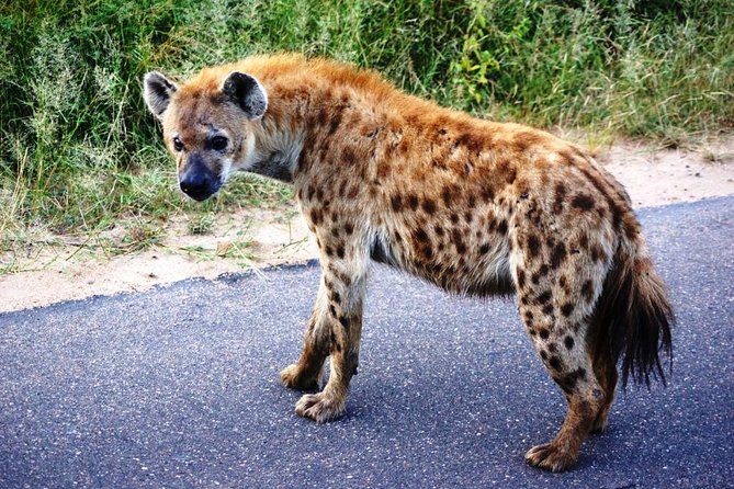 Kruger Park 2-Day Safari From Maputo (Open-Backed Safari Vehicle) - Inclusions and Logistics