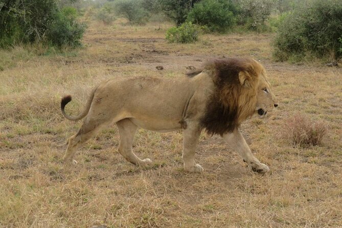 Kruger Park 2-Day Safari From Maputo (Open-Backed Safari Vehicle) - Animals and Their Habits