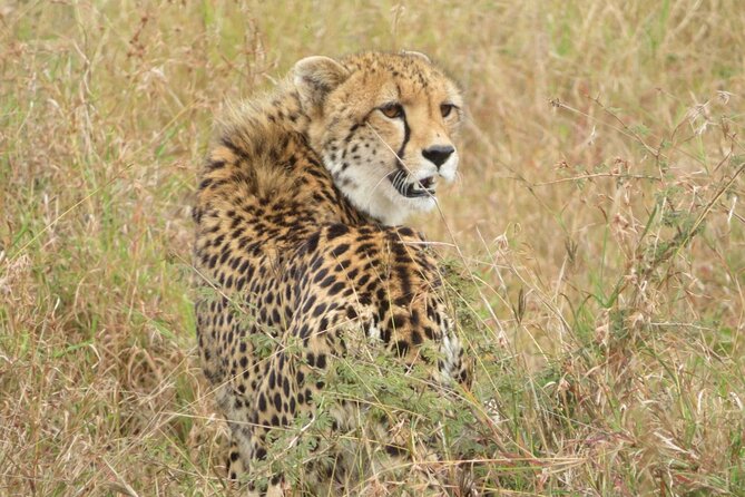 Kruger Park 2-Day Safari From Maputo (Open-Backed Safari Vehicle) - Border Crossing Assistance