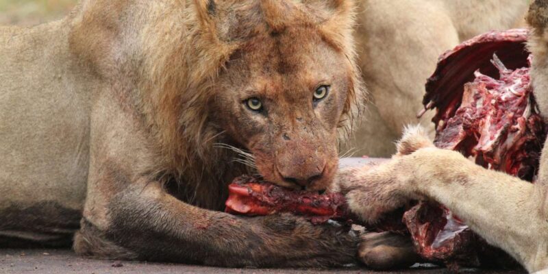 Kruger Park 3 Night Safari - Experience and Itinerary