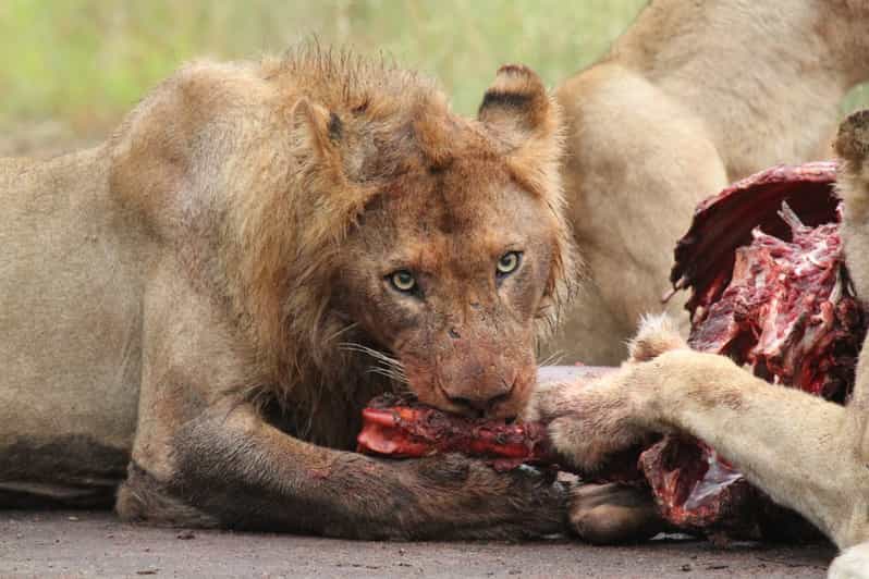 Kruger Park 3 Night Safari - Requirements and Recommendations