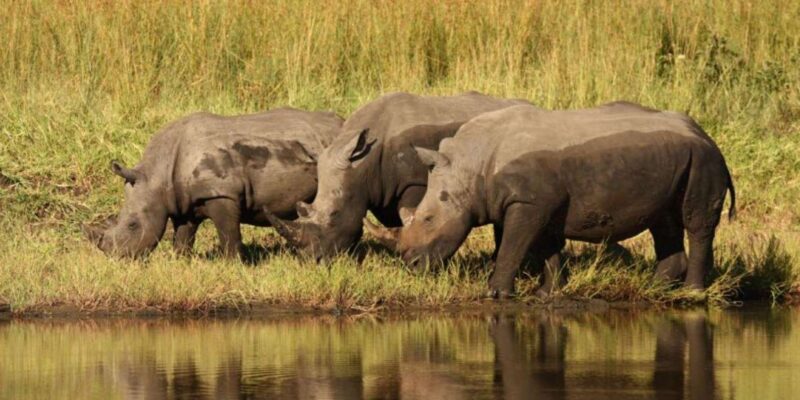 Kruger Park & Blyde River Canyon 4DAY Safari Fr Johannesburg - Safari Experience