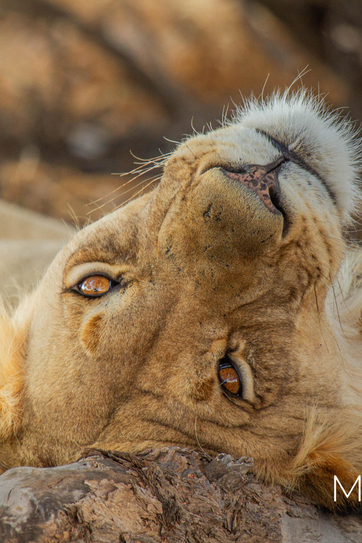Kruger Park Full Day Safari (Private) - Key Points