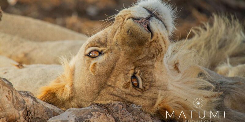 Kruger Park Full Day Safari (Private) - Safari Experience Details