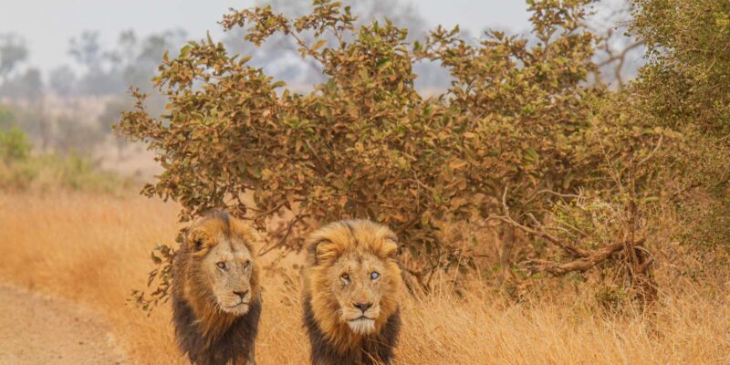 Kruger Park Full Day Safari (Private) - Required Preparation