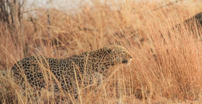 Kruger Park Full Day Safari (Private) - Meeting Point and Directions