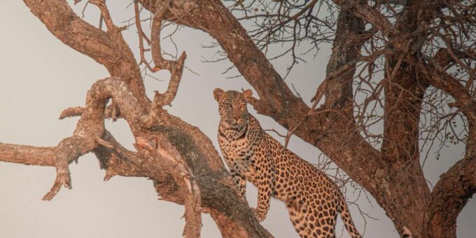 Kruger Park Full Day Safari (Private) - Frequently Asked Questions