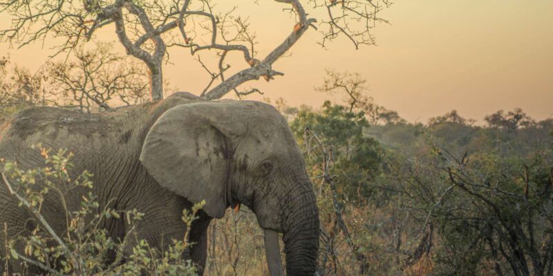 Kruger Park Full Day Safari - Wildlife Viewing