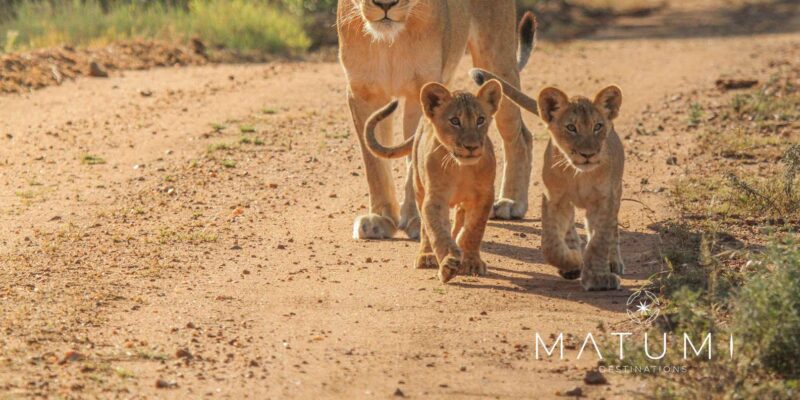 Kruger Park Full Day Safari - Inclusions and Amenities