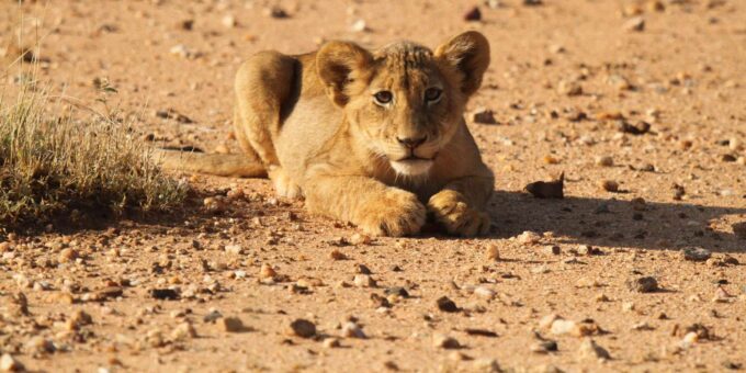 Kruger Park Full Day Safari - Availability and Accessibility