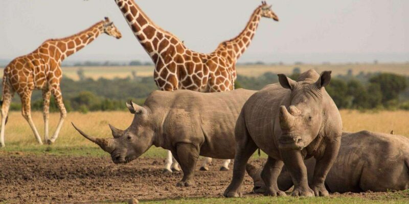 Kruger Park Safari: Fly in From MQP & Panorama Route - Safari Experience