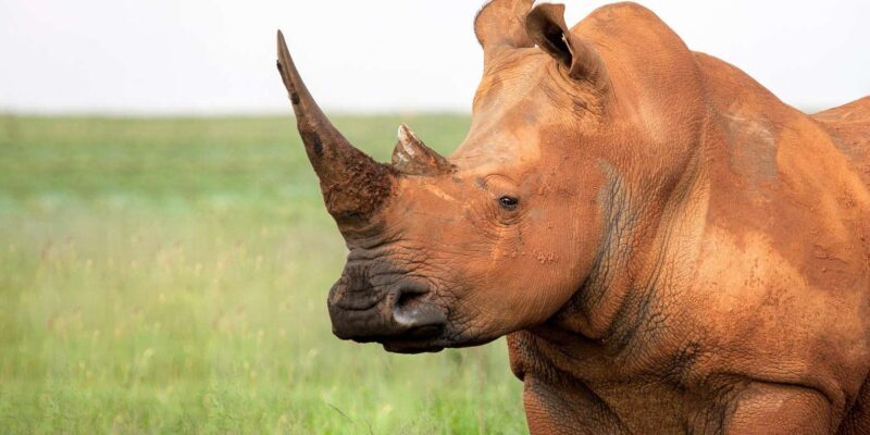 Kruger Park Safari: Fly in From MQP & Panorama Route - Inclusions and Exclusions